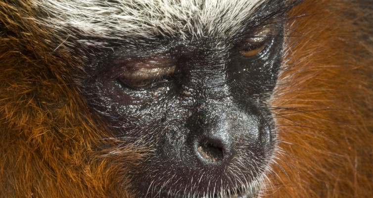 Ecuador approves Yasuni park oil drilling in Amazon rainforest (BBC)