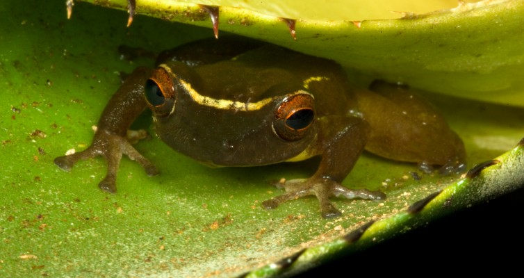 Limited access oil roads in Ecuador’s Yasuní Biosphere Reserve negatively impact the poorly known high canopy frog community